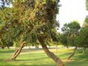 The park in Ashdod