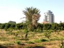 The Palm tree near which the monument stands