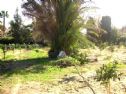 The Palm tree near which the monument stands