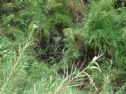 In the creek where Asaf was killed a small plate was placed to mark the place