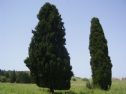 Two Cypres trees that were planted in memory of the two. photo from WikiPiki site.